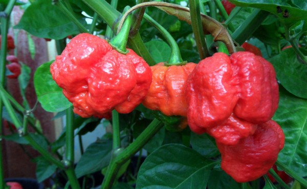The Trinidad Moruga “Scorpion” Pepper has officially been ranked as the world’s hottest pepper by the Guinness Book of Records.